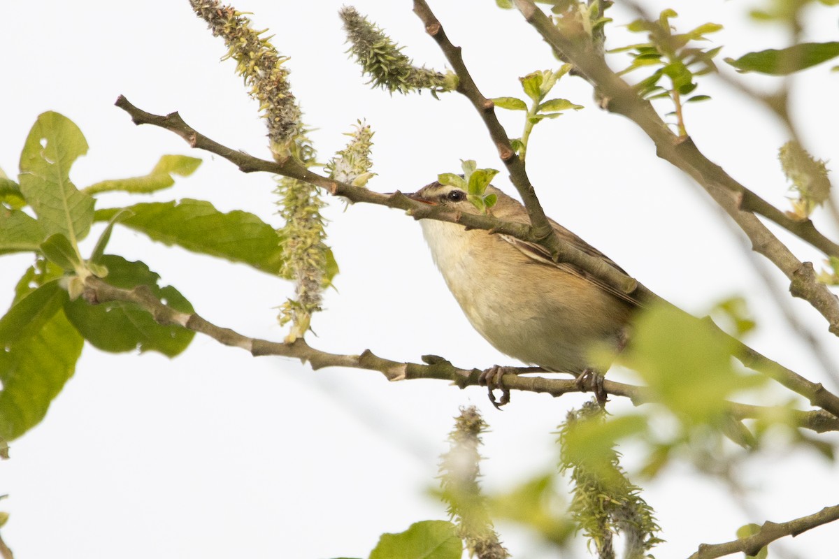 Sedge Warbler - Letty Roedolf Groenenboom