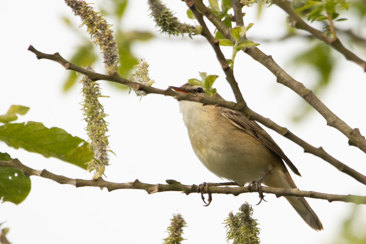 Sedge Warbler - ML618164534