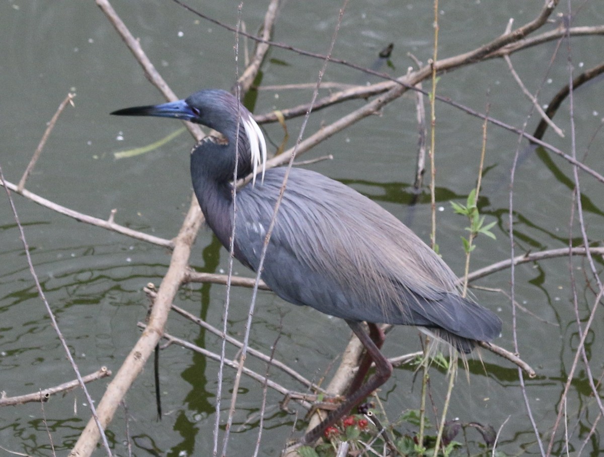 Tricolored Heron - John Ruckdeschel