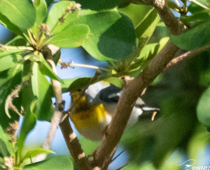 Northern Parula - William Blodgett Jr.