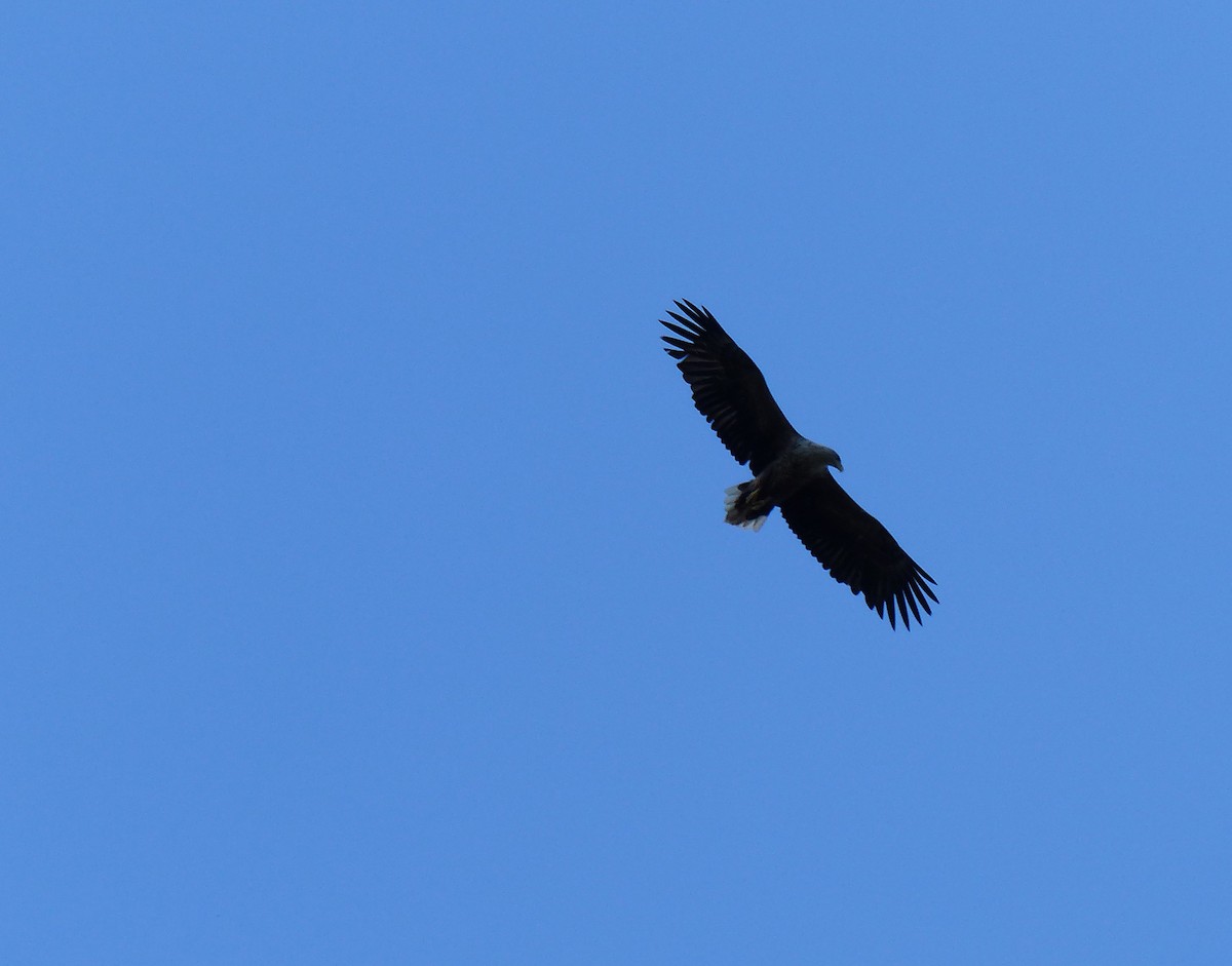 White-tailed Eagle - Simon Warford