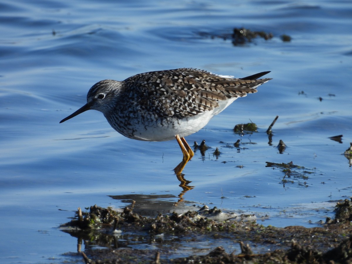 Lesser Yellowlegs - Regina McNulty