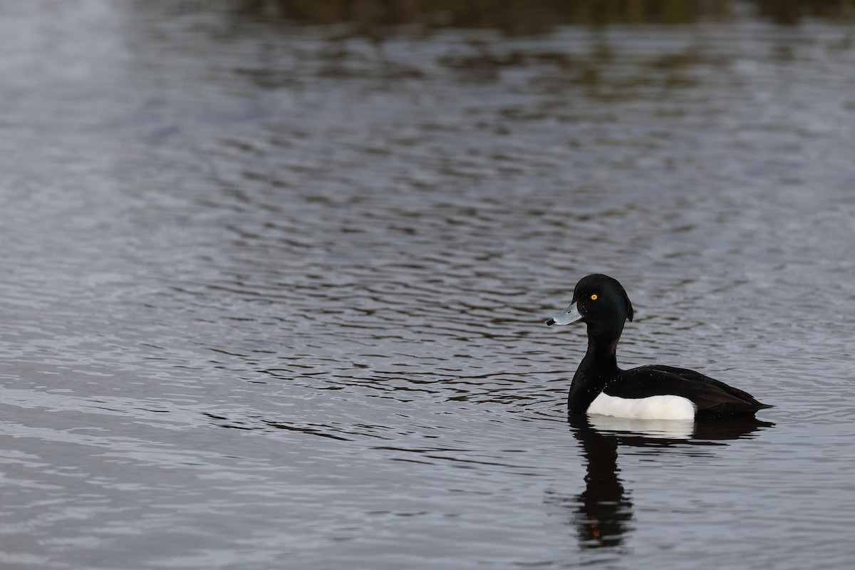 Tufted Duck - Jack Holliday