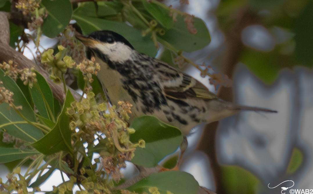 Blackpoll Warbler - William Blodgett Jr.