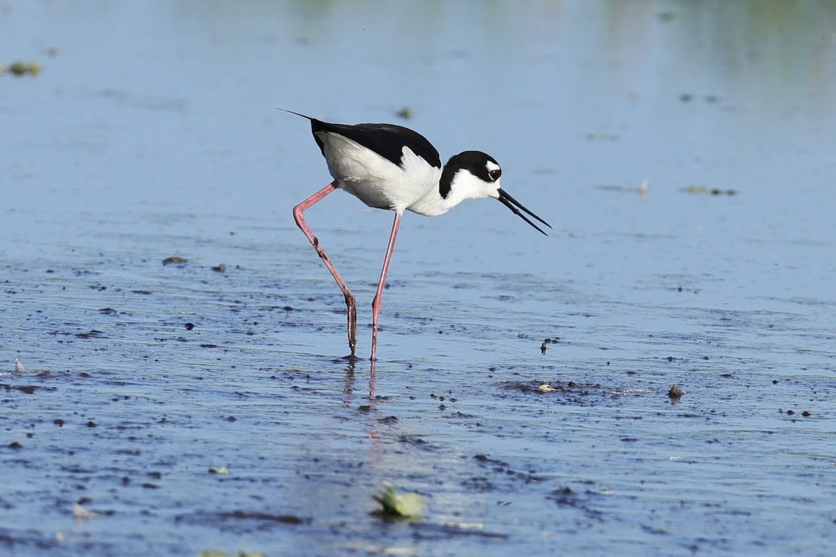 Black-necked Stilt - David Cole