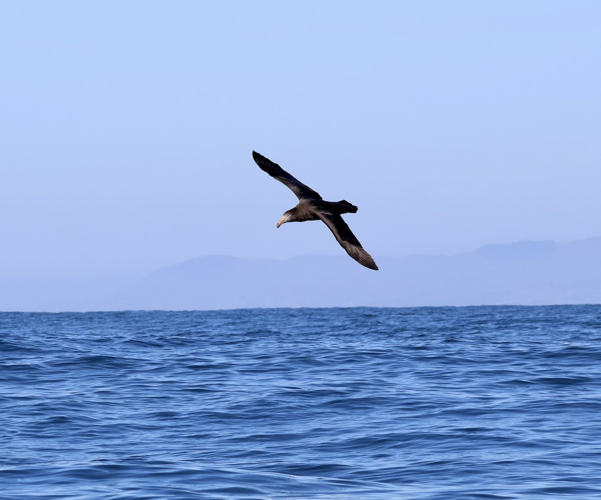 Northern Giant-Petrel - Anonymous