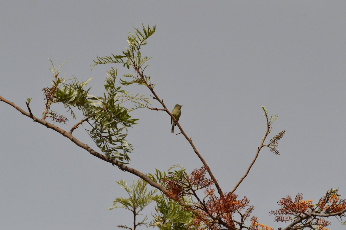 Western Flycatcher - ML618164596