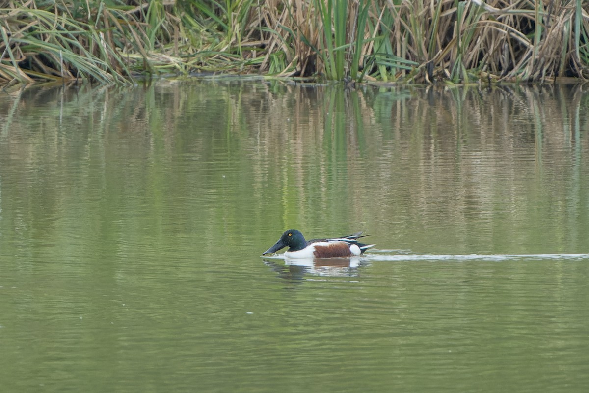 Northern Shoveler - Carsten Stiller