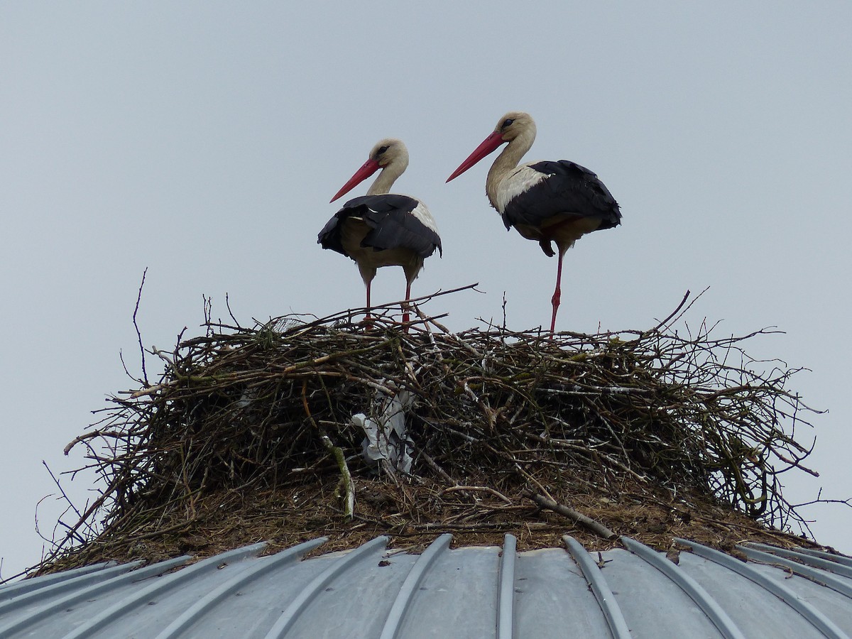 White Stork - ML618164602