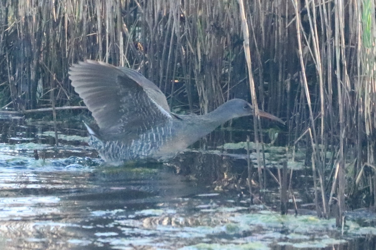 Clapper Rail (Atlantic Coast) - ML618164627