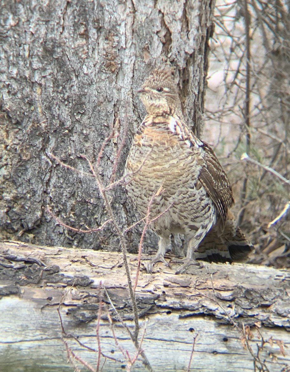 Ruffed Grouse - J Smith