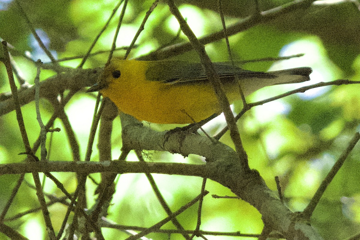 Prothonotary Warbler - ML618164681