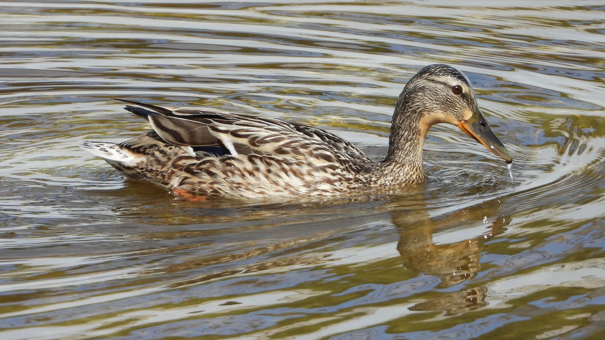 Mallard - Manuel García Ruiz