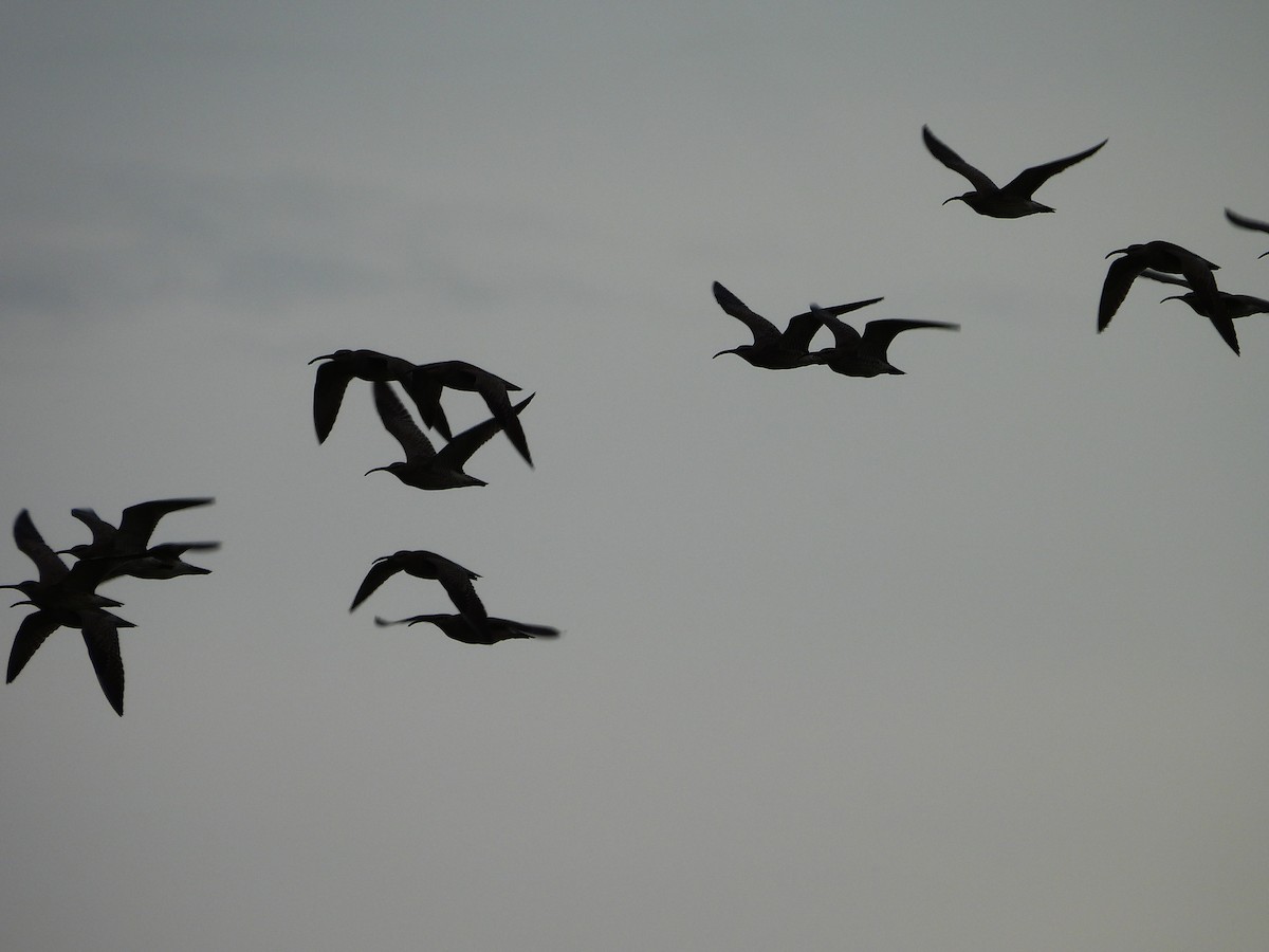 Whimbrel - Sean Whelan