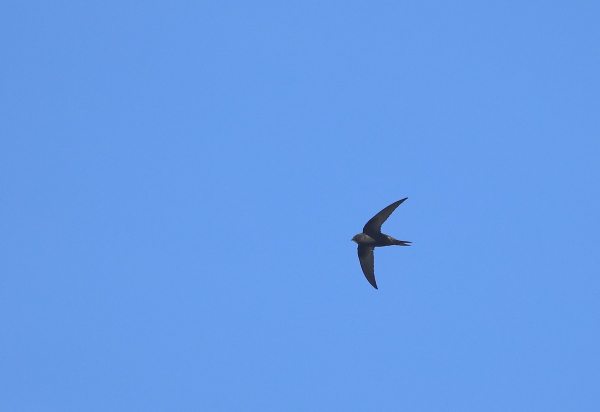 Common Swift - Will Scott