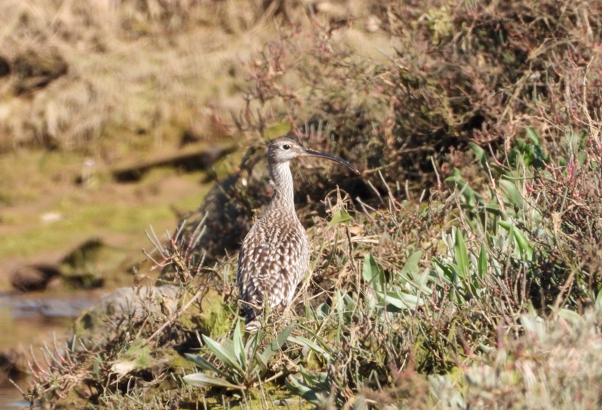 Whimbrel - Jon Iratzagorria Garay