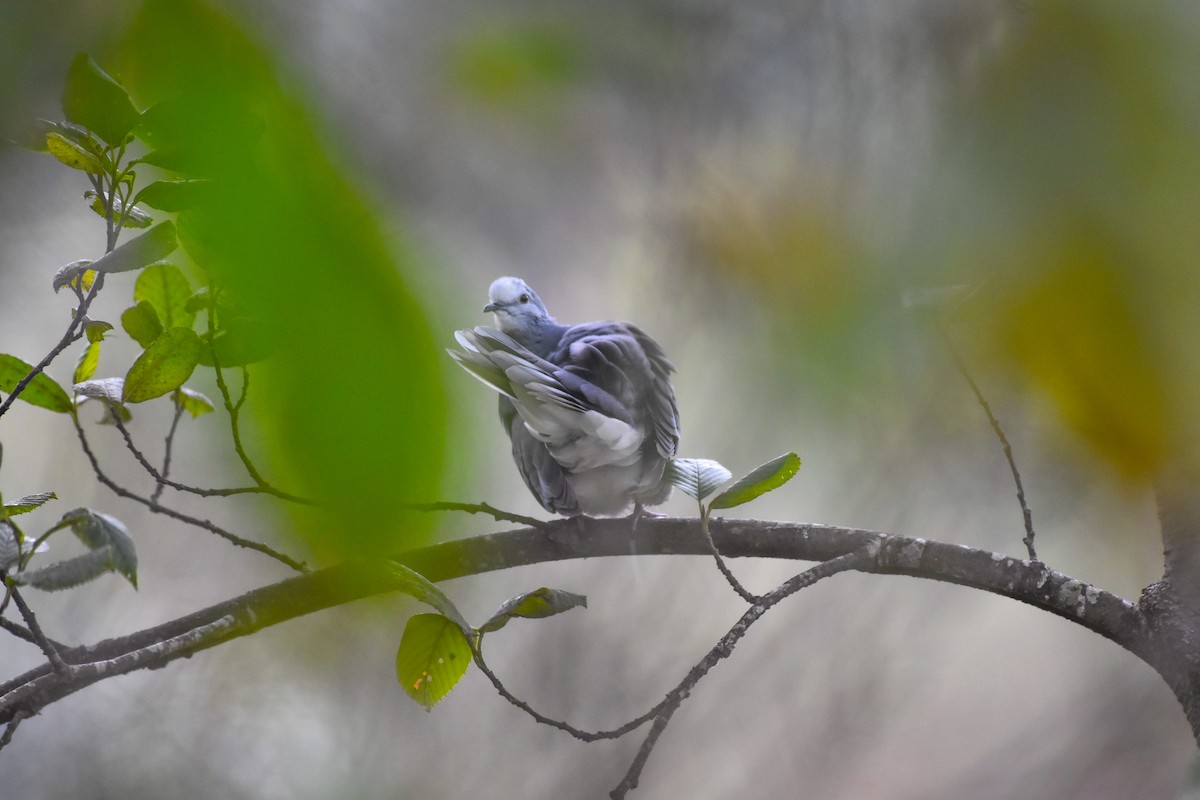 Maroon-chested Ground Dove - Esteban Matías (birding guide) Sierra de los Cuchumatanes Huehuetenango esteban.matias@hotmail.com                             +502 53810540