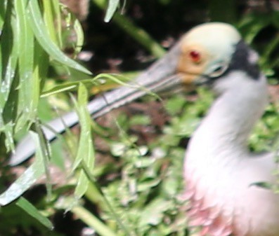 Roseate Spoonbill - John Ruckdeschel