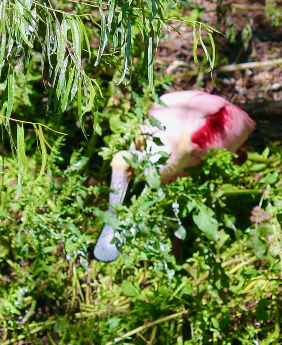 Roseate Spoonbill - John Ruckdeschel