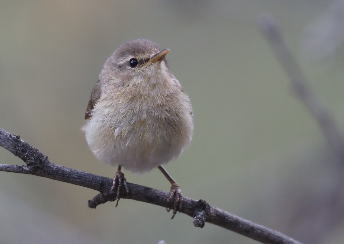 Canary Islands Chiffchaff - ML618164754