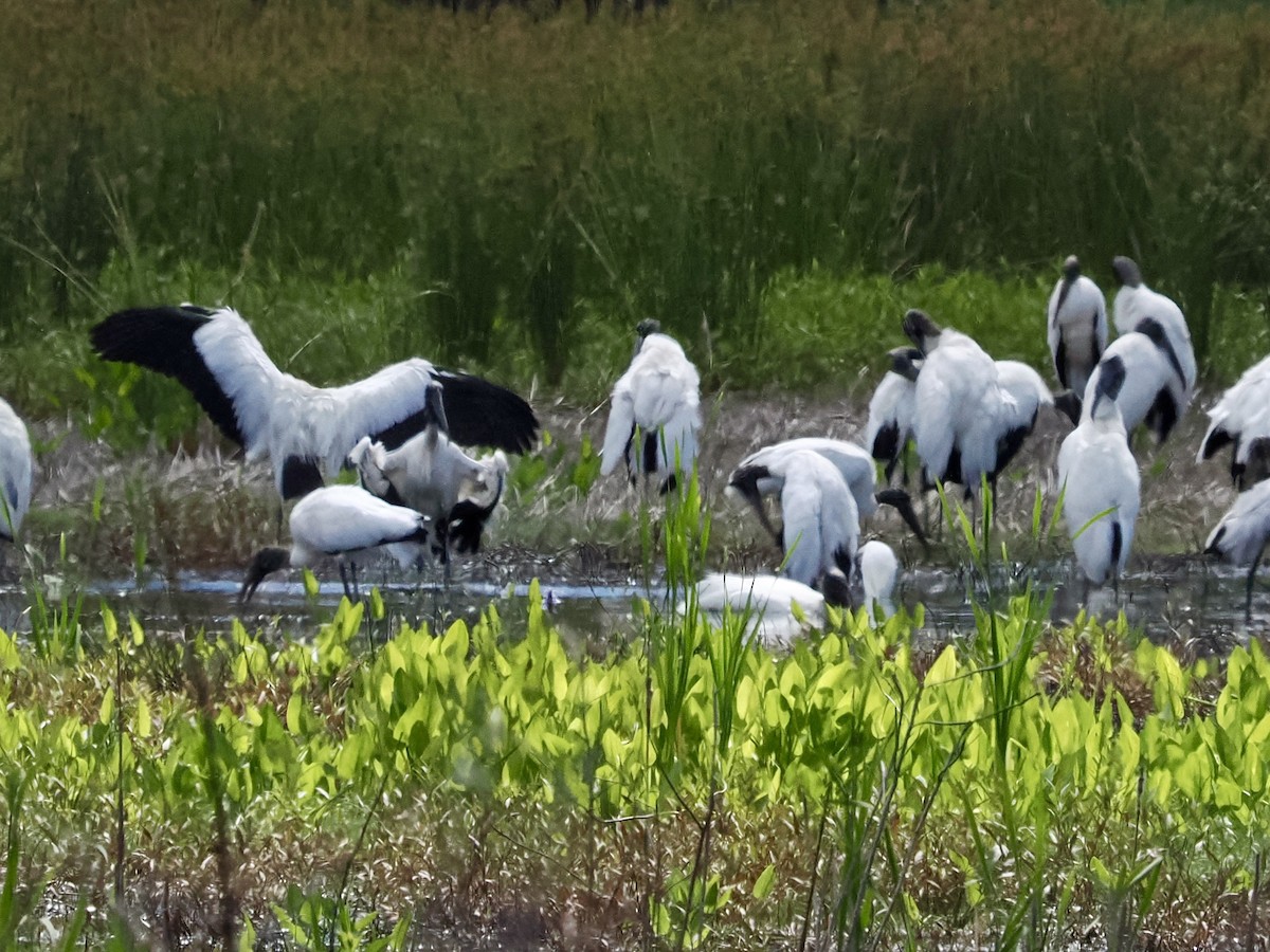 Wood Stork - ML618164756