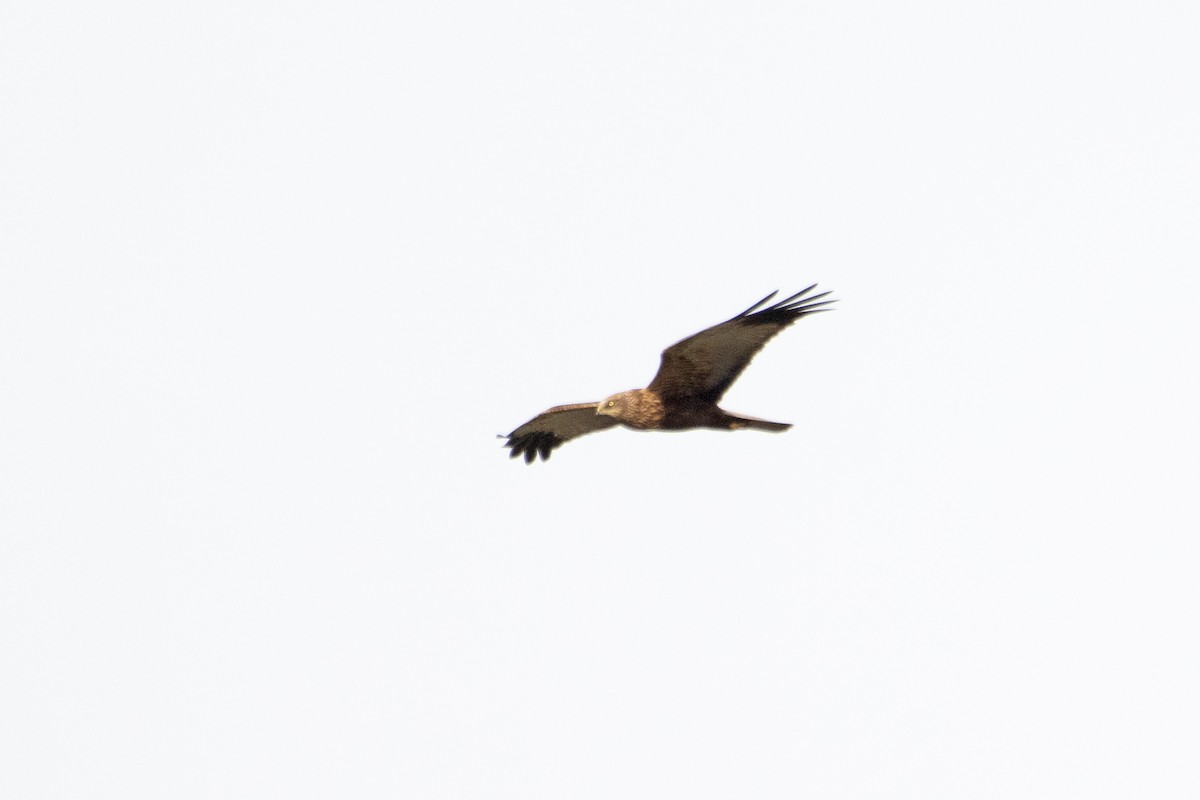 Western Marsh Harrier - ML618164773