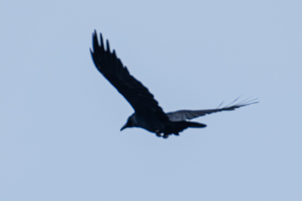 Common Raven - ML618164778