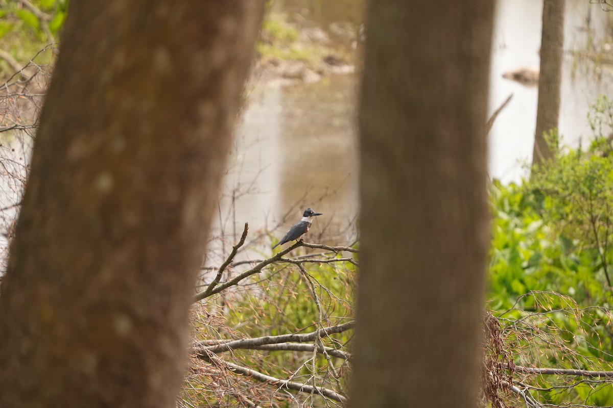 Belted Kingfisher - ML618164784