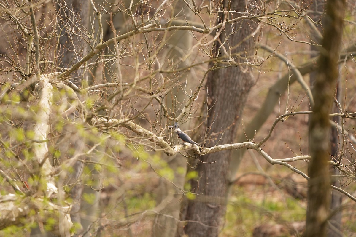 Belted Kingfisher - ML618164785