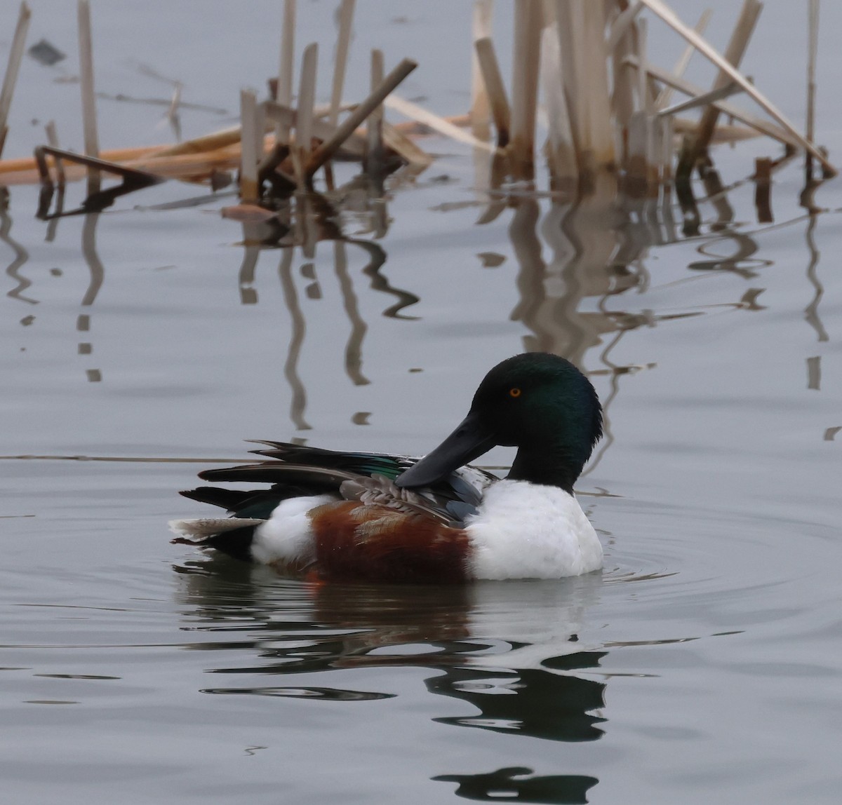 Northern Shoveler - Steve Minard