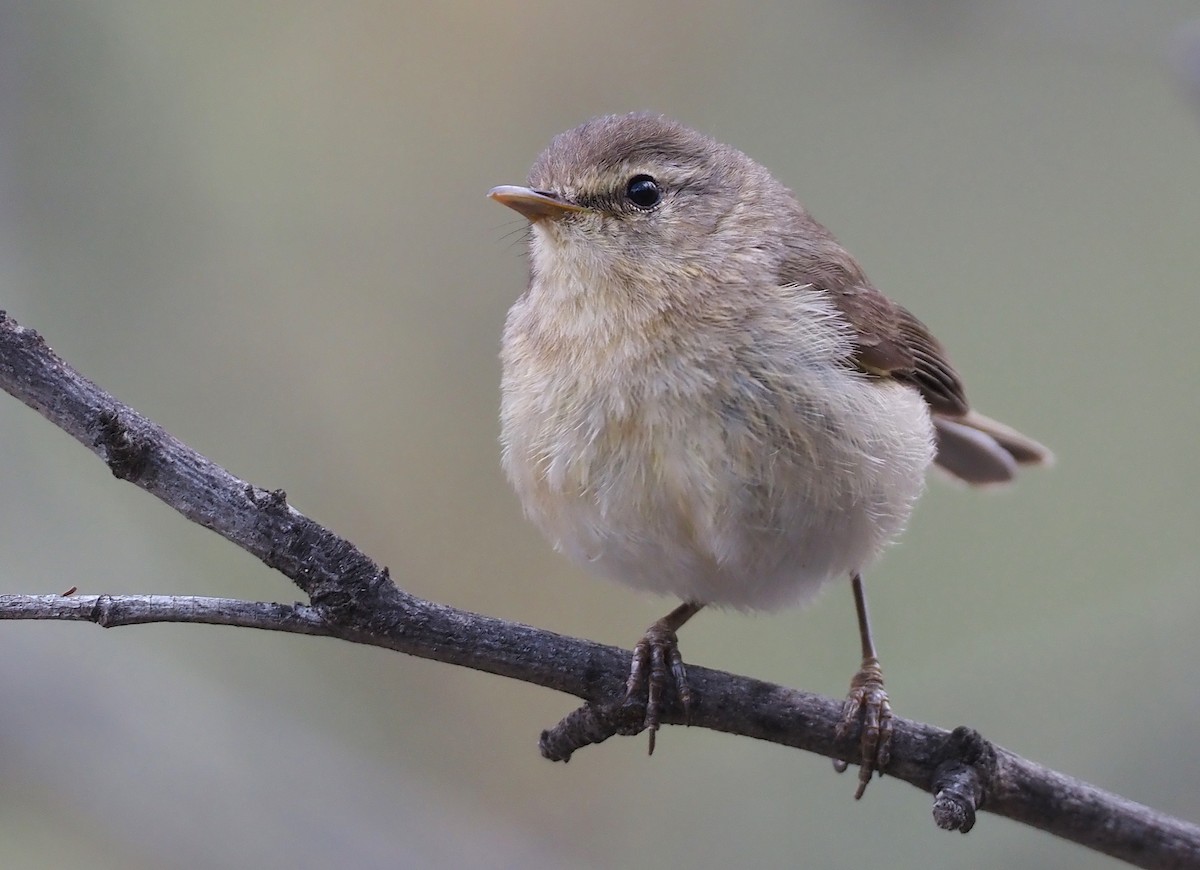 Canary Islands Chiffchaff - ML618164803