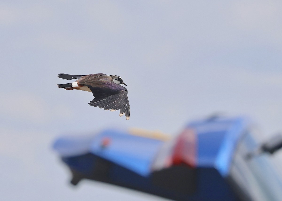 Northern Lapwing - ML618164817