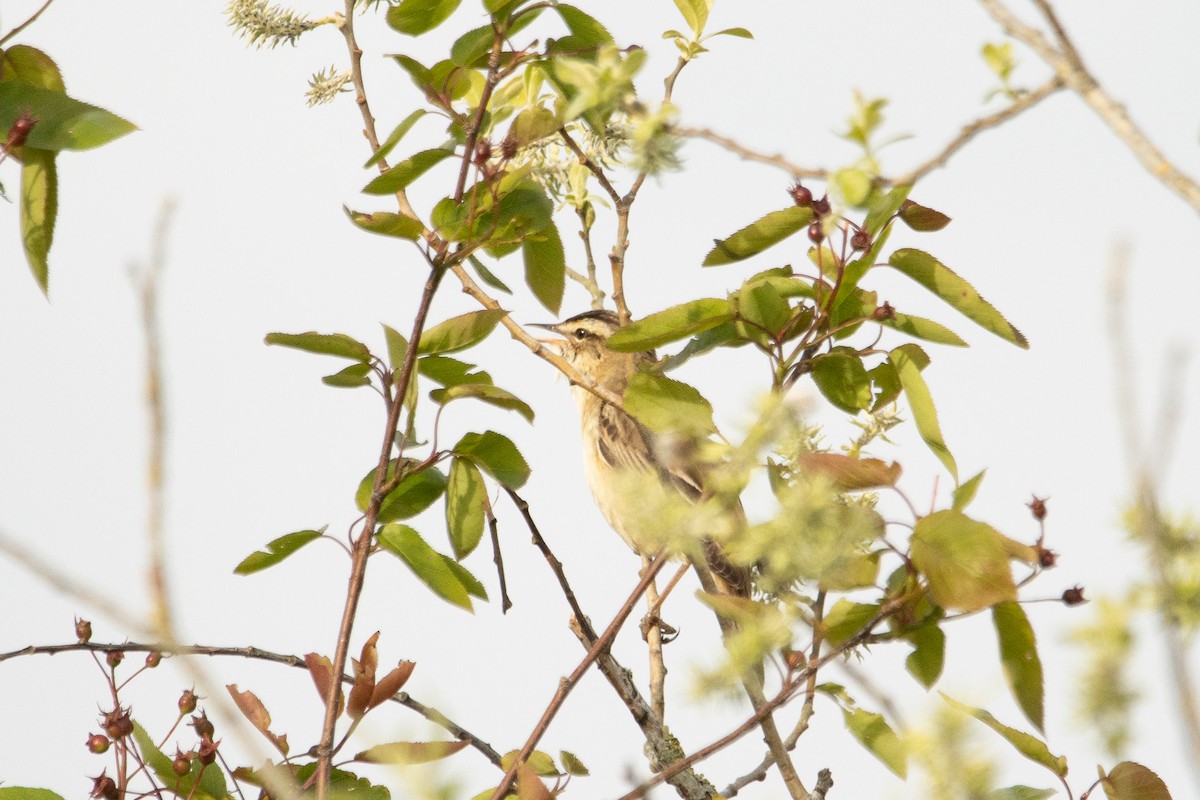 Sedge Warbler - ML618164821