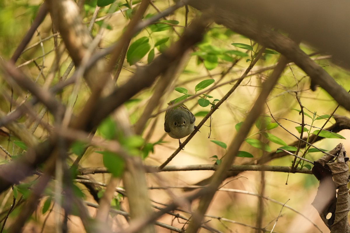 Ruby-crowned Kinglet - ML618164827