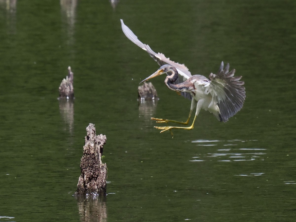 Tricolored Heron - ML618164829