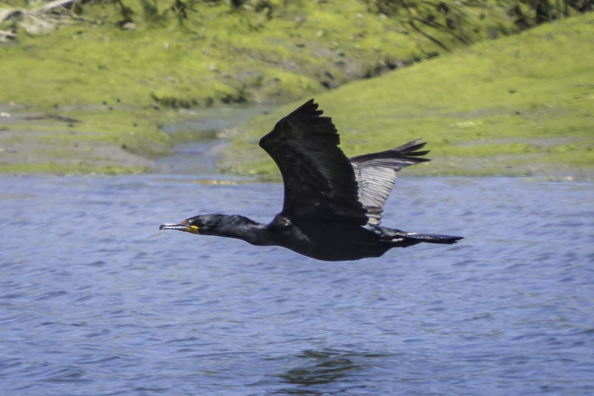 Double-crested Cormorant - Gordon Norman