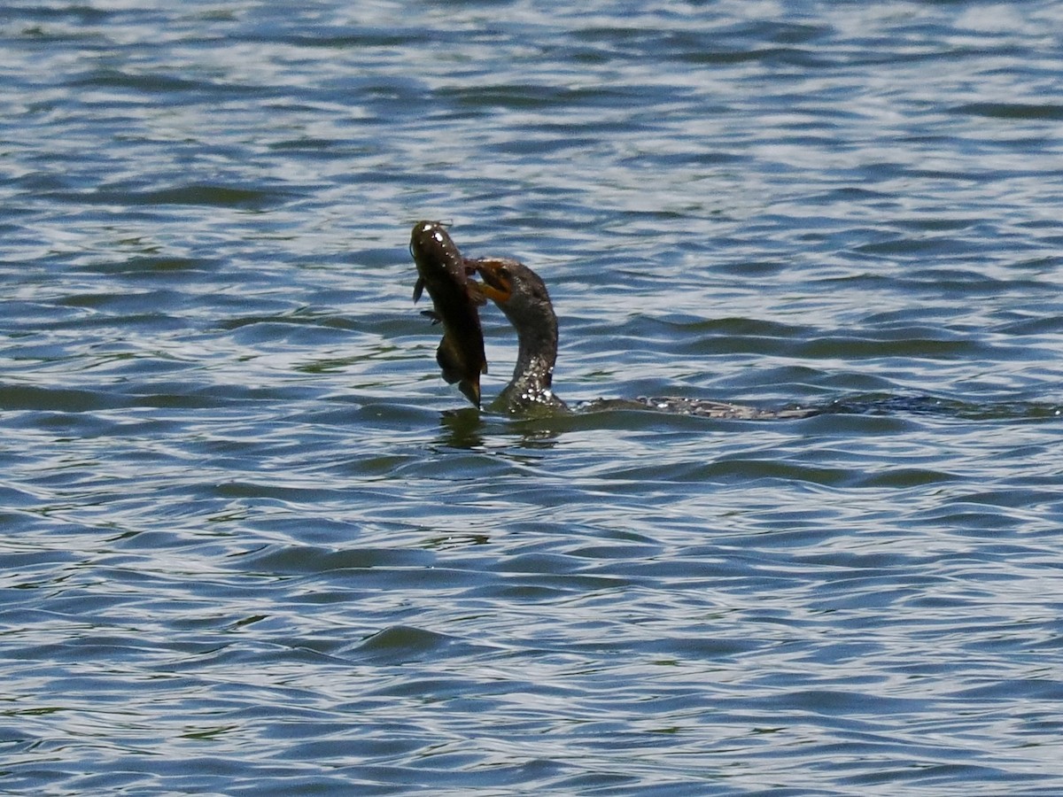 Double-crested Cormorant - John Skelton