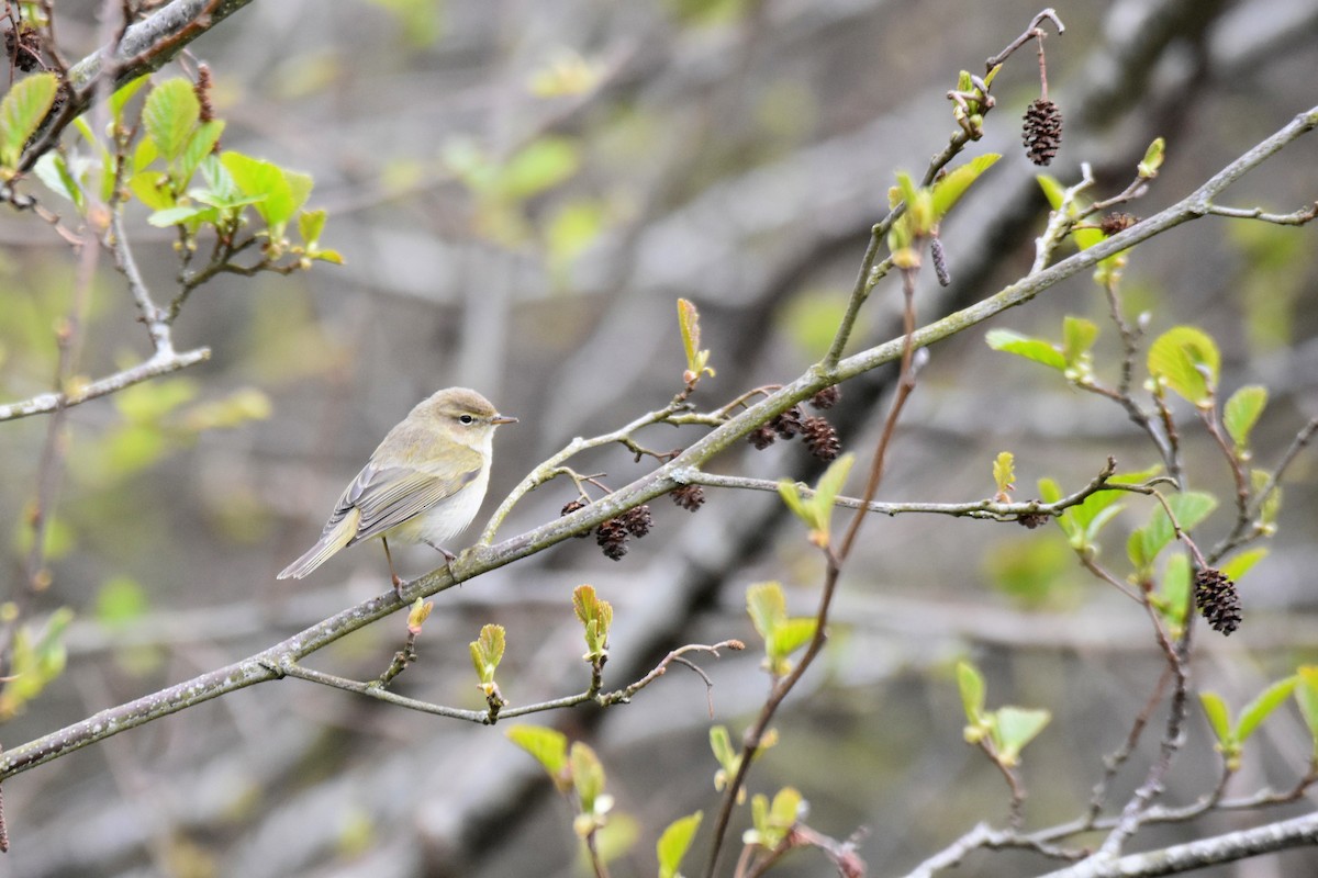 Common Chiffchaff - Lukasz Pulawski