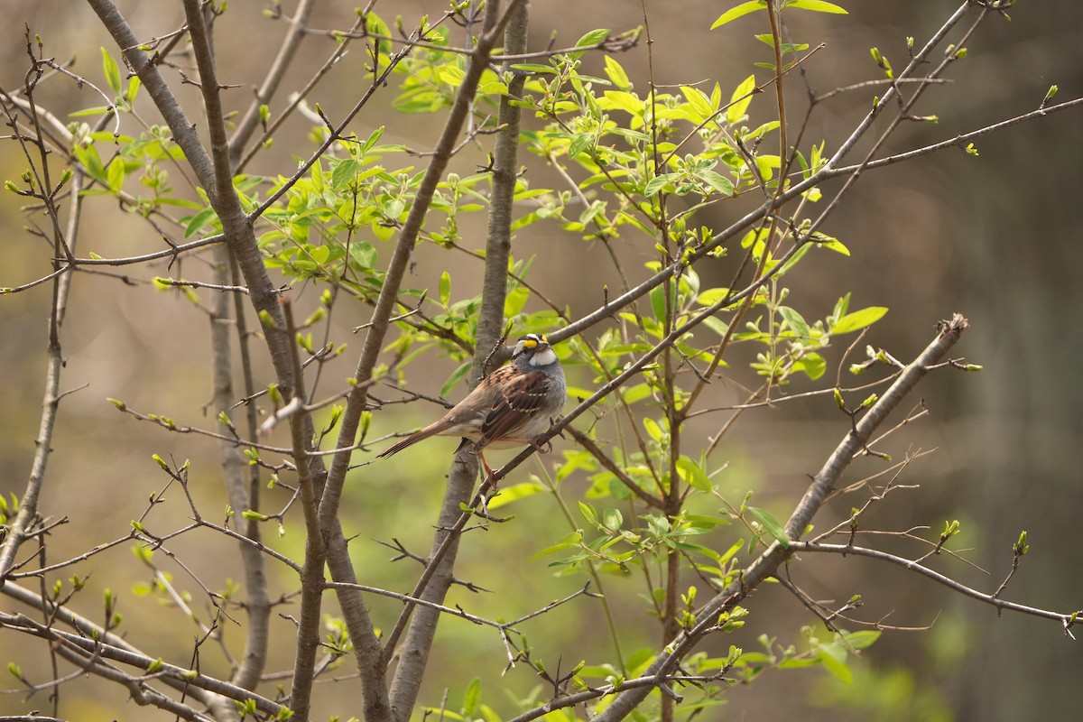 White-throated Sparrow - ML618164856