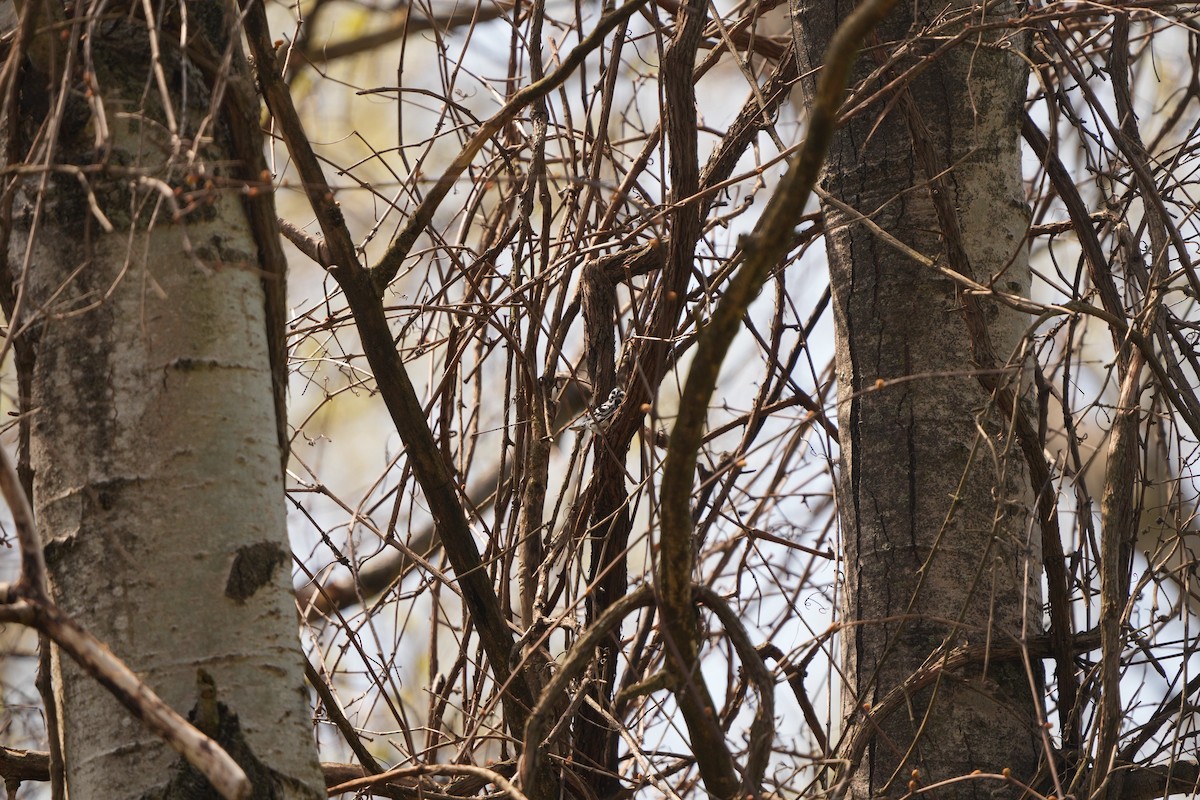 Black-and-white Warbler - M Kelly