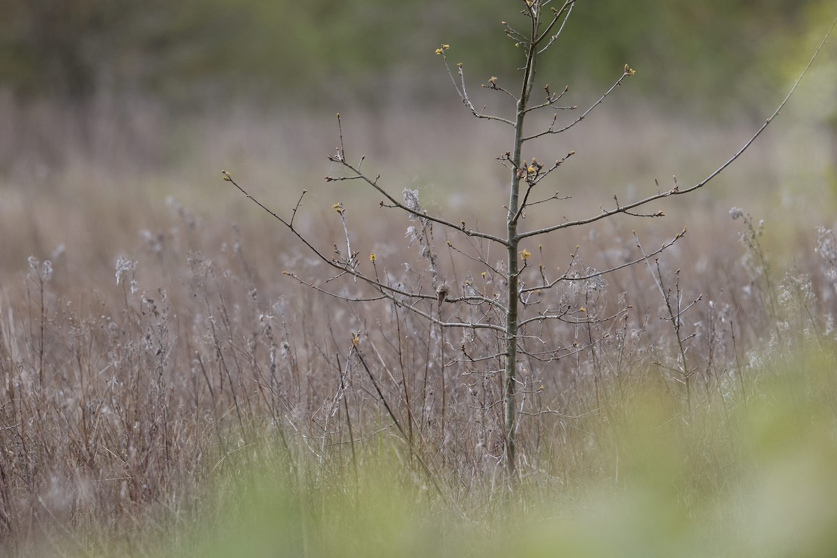 Common Grasshopper Warbler - Jack Holliday