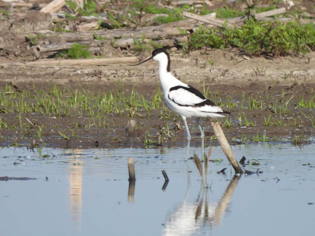 Pied Avocet - ML618164879