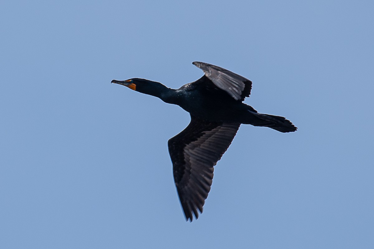 Double-crested Cormorant - Martin Tremblay