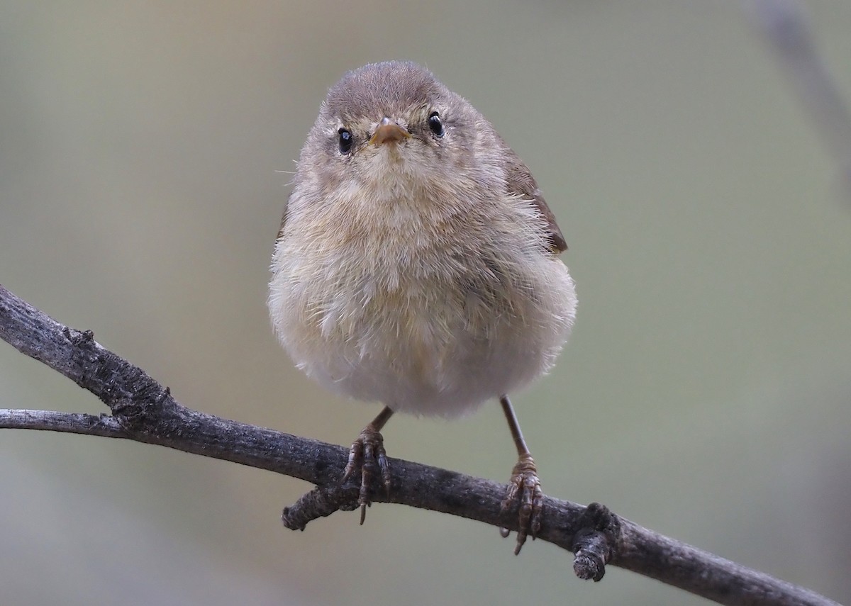 Canary Islands Chiffchaff - Stephan Lorenz