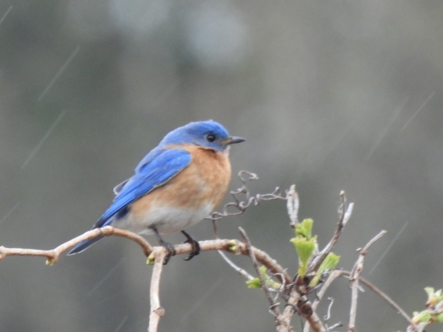 Eastern Bluebird - Jean Gairdner