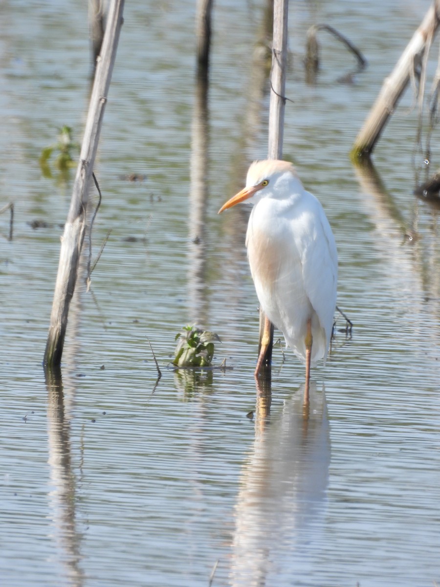 Western Cattle Egret - Peter Koleszar