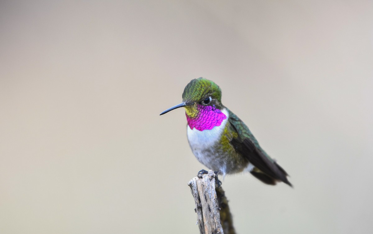 Broad-tailed Hummingbird - Esteban Matías (birding guide) Sierra de los Cuchumatanes Huehuetenango esteban.matias@hotmail.com                             +502 53810540