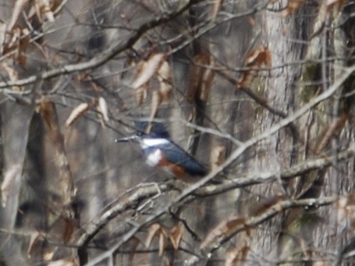 Belted Kingfisher - Rebecca Meyer