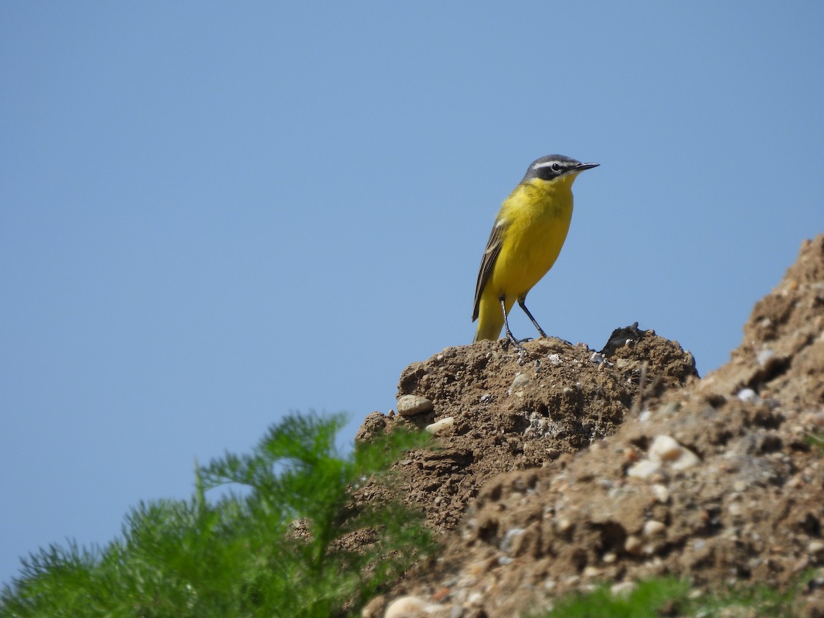 Western Yellow Wagtail - ML618164909