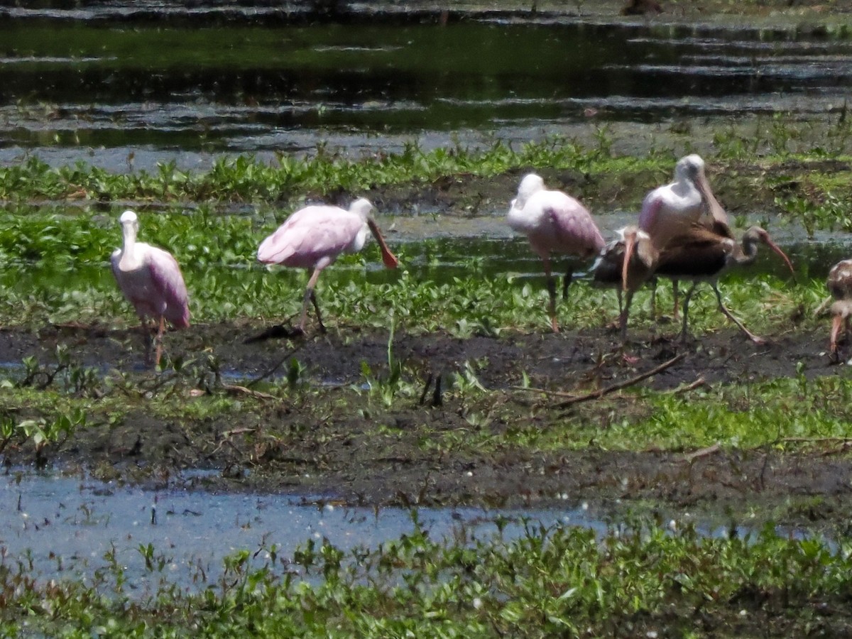 Roseate Spoonbill - John Skelton